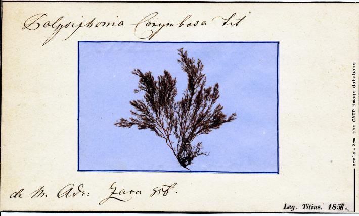 Polysiphonia corymbosa_leg Titius 1856.jpg